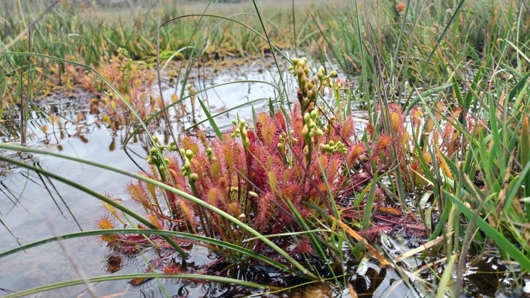 A close up of carnivorous plants in a bog